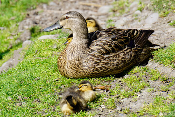 Mother mallard and ducklings in Willowbank wildlife reserve Christchurch New Zealand