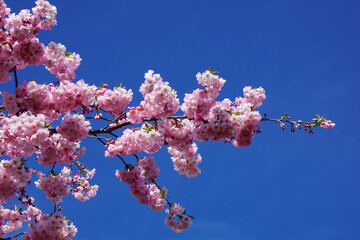 cherry blossom in spring
