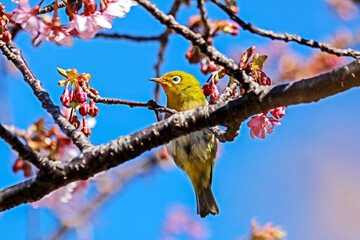 The Japanese White-eye on a branch