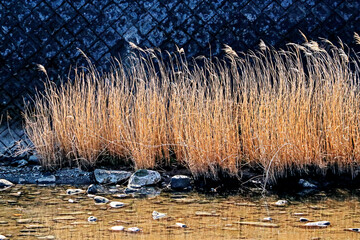 The dry grass on the lake