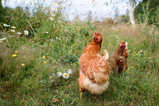 Farm chickens