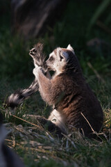 Fototapeta premium Ring-Tailed Lemur Female Mother Grooming Her Tail