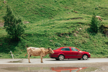 a cow stands on a mountain road near a passing car