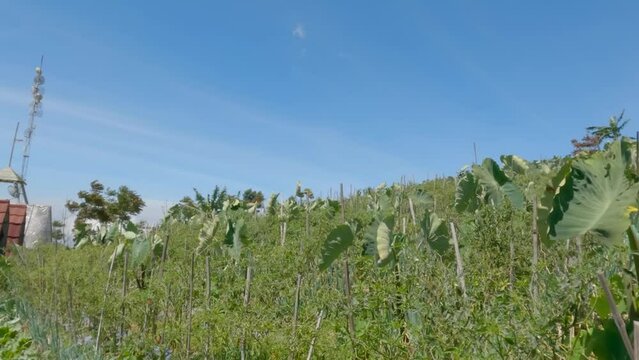 Cultivation of purple-trunked taro plants with an intercropping system with other vegetable crops such as chilies and spring onions