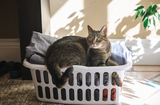 Cats And Laundry