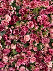 red roses background