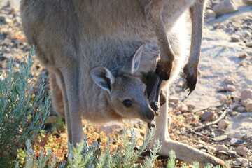 Naklejka na ściany i meble Close up of joey kangaroo in pouch of mama kangaroo in Australia