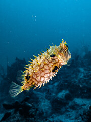 Web burrfish (Chilomycterus antillarum) on the reef in the Carribbean Sea, Roatan, Bay Islands,...