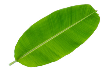 Obraz premium Banana leaf and tree tropical isolated on white background.