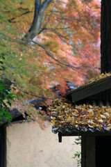 大門寺の紅葉　大阪府茨木市