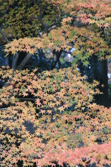 大門寺の紅葉　大阪府茨木市