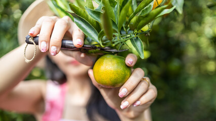 Beautiful asian woman with basket picking oranges in the garden, Asian woman picking oranges from orange tree in the garden.