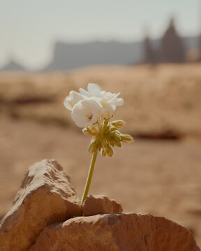 White geranium flower between rocks in the desert