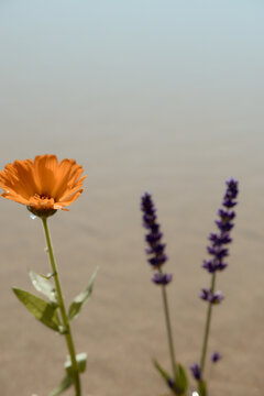 Orange And Purple Flowers In The Sand On Sunny Beach