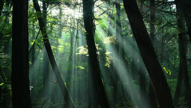 木漏れ日差す青木ヶ原樹海