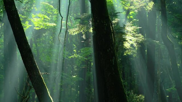 木漏れ日差す青木ヶ原樹海