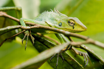 Maned Forest Lizard. green lizard on a branch (Bronchocela jubata)