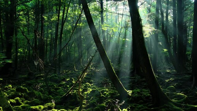 木漏れ日差す青木ヶ原樹海
