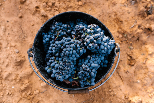 Bucket of ripe grapes on farm