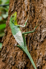 Naklejka na ściany i meble Maned forest lizard shedding skin (Bronchocela jubata)