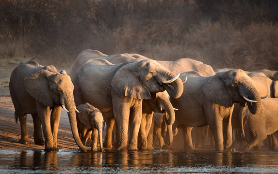 The African Bush Elephant