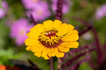 close up of one isolated orange zinnia flower blooming under the sun in the garden