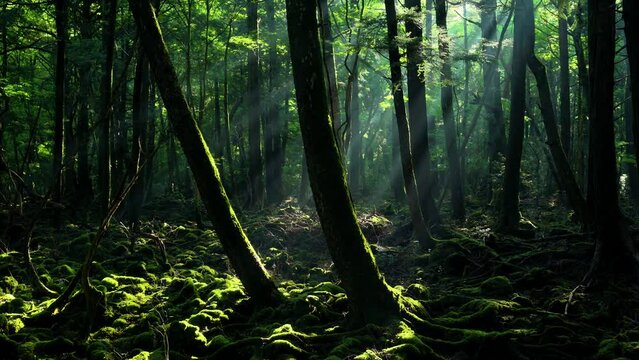 木漏れ日差す青木ヶ原樹海