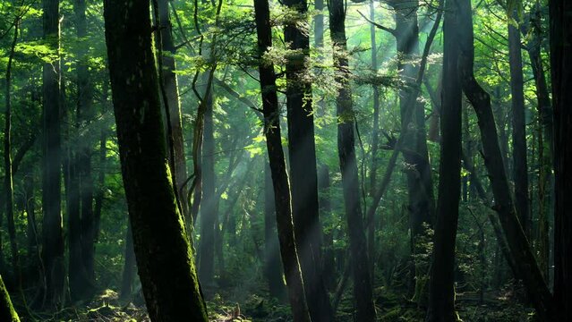 木漏れ日差す青木ヶ原樹海