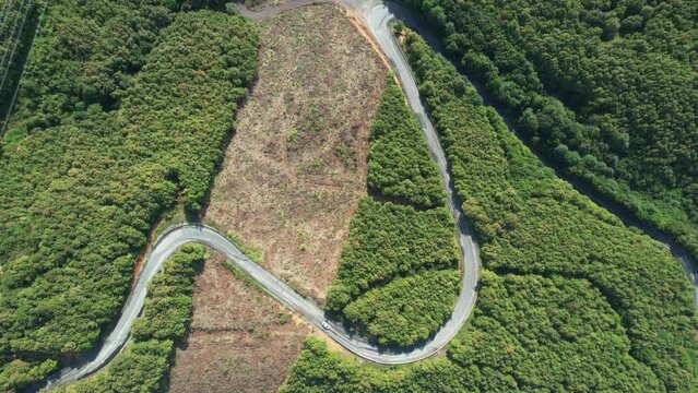 aerial road and forest