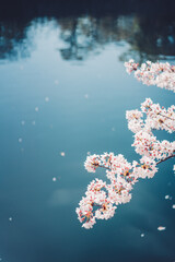 Obraz na płótnie Canvas 水と桜