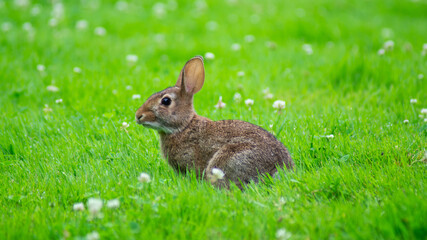 Fototapeta premium Rabbit in the wild 