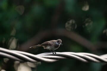 finches perched on a branch on the coiled cables