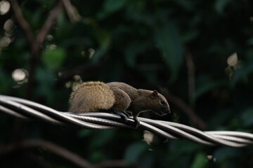 Obraz premium a squirrel walking on the power lines