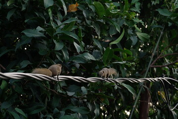 two squirrels walking opposite each other on a power line