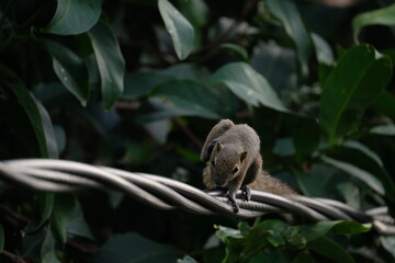 a squirrel scratching its body on a power line