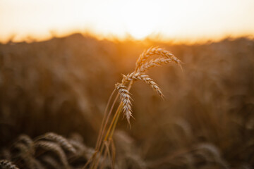Ears of cereals on farmland