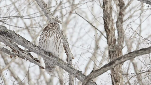 飛び立つフクロウ (Ural owl)
