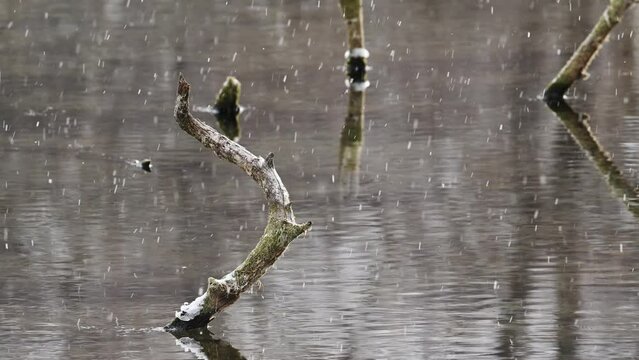 雪降る泉門池