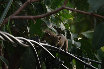 a squirrel walking on the power lines