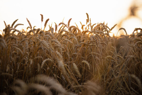 Grains crops growing in fields 