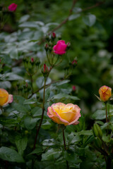 Obraz na płótnie Canvas カラフルな薔薇が咲いた夏の庭 