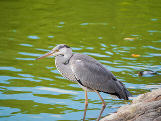 池を見つめるアオサギ