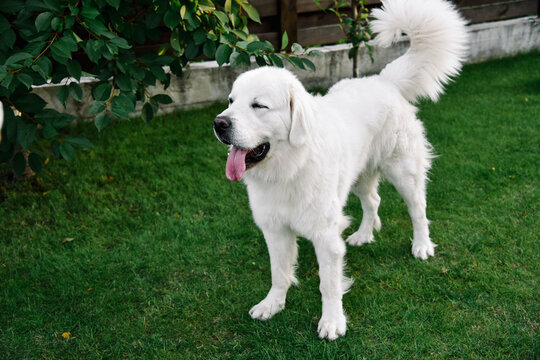 nice dog
