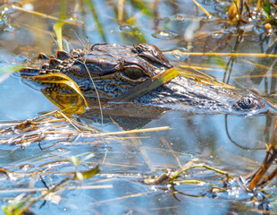 American Alligator Head
