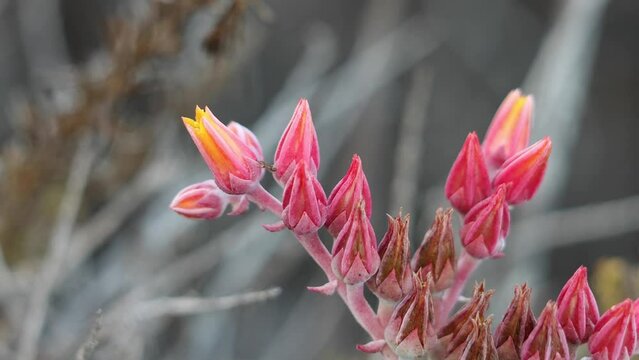 Yellow flowering terminal determinate cyme inflorescence of Dudleya Lanceolata, Crassulaceae, native perennial monoclinous deciduous herb on the Ventura County Coast, Summer.