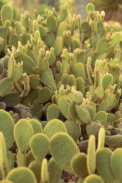 Sunlit image of cactus in the desert