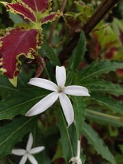 a photo of an ornamental plant called kitolod, isotoma longiflora, a beautiful white flower
