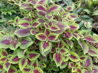 a photo of an ornamental plant called coleus, beautiful red