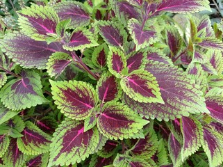 a photo of an ornamental plant called coleus, beautiful red