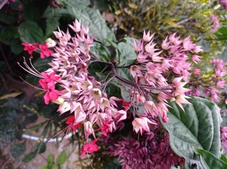 a photo of a flower ornamental plant named miss eats betel, nona makan sirih. beautiful and amazing